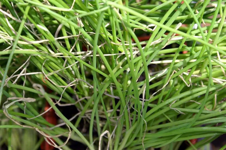 Welsh onion